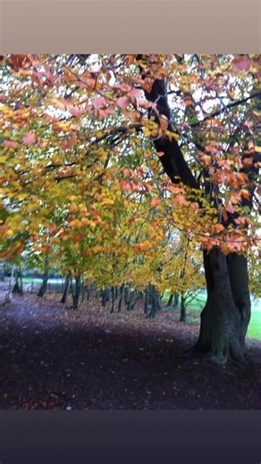 2018 Autumn Walk #walk #autumn #nature | Imelda Perez