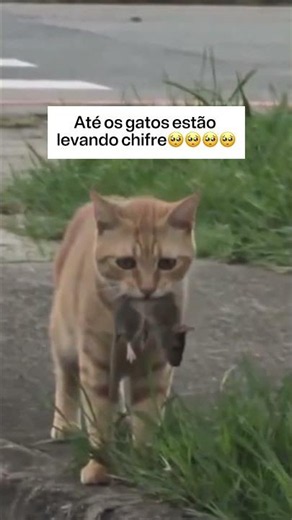 Not even the cats are safe🥹🥹🥹#meme #thaleslessa