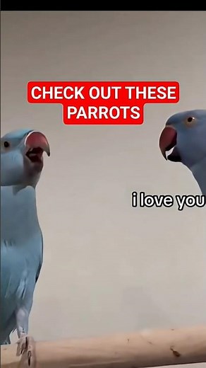 PARROT TALKING TO PEOPLE-Having full conversation. #parrottalking #talkingparrot