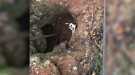 Dog rescued from mine reunites with family after 11 days