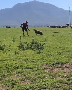 CJ Stander is keeping up with his workouts with a new training partner. A sheep, or as CJ calls him, his 'old nemesis', has helped Stander work on his contact skills. Hopefully the sheep never catches him... Credit: cjstander Instagram | Irish Daily Mirror