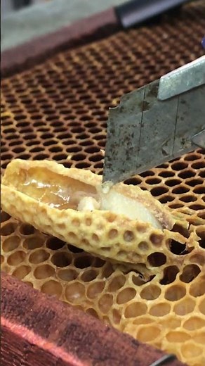 Queen Cell Management / Swarm Control Process 🐝👑 #shorts