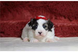 Scarlett - Shichon Puppy BA0386