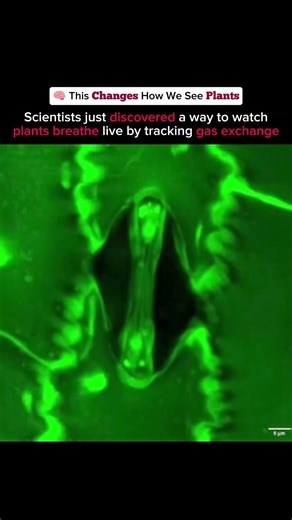 🌱 Plants Breathing in Real Time