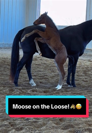 Moose on the Loose Adventures with Katie Van Slyke