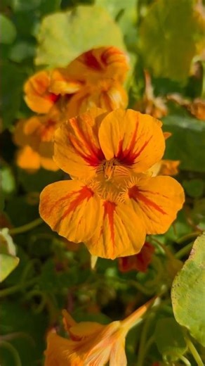 Beethoven – Moonlight Sonata, 3rd Movement #flowers #nature #blooming #nasturtium #금련화