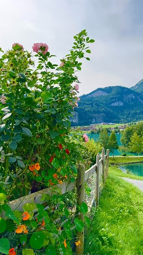 Switzerland 🇨🇭 🌳🏡🏞️🌲 #berneroberland #switzerland #mountains #schweiz #swissalps #myswitzerland #nature #hiking #swiss #alps #visitswitzerland #travel #jungfrauregion #suisse #landscape #reels #naturephotography #relaxing #grindelwald #lauterbrunnen #interlaken #lake #love #switzerlandpictures #swissmountains #switzerlandwonderland #NatureLovers #nidwalden #fotografia #lungern | Swiss vid