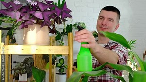 Man sprays from a spray gun home plants from her collection, grown with love on shelves in the interior of the house. Home plant growing, green house, water balance, humidification