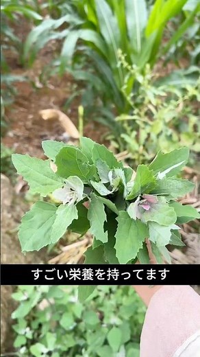 Is it really a weed?! This goosefoot with its incredible nutritional power is amazing!