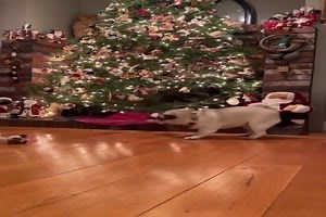 witziges Video 'Der Mops und der Anhänger' - FUNPOT