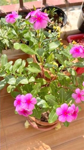 Sadabahar/Periwinkle plant 🪴 repotting #plants #houseplants #garden #flowers #indoorplants