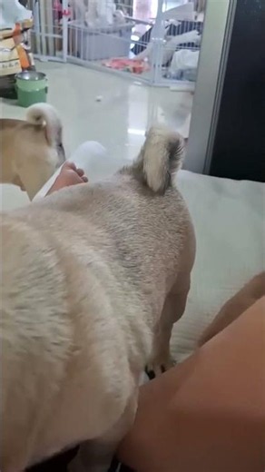 This adorable pug puppy is begging its mother to scratch its chin. #pug #animallover #pet #dog