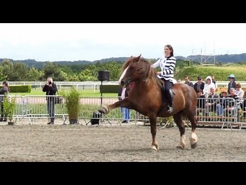 Spectacle Cheval Trait Breton