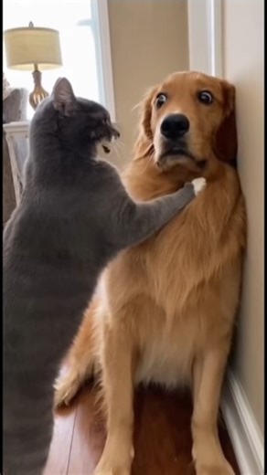 the Ninja Cat dominating the dog #cat #catshorts #viral #funny