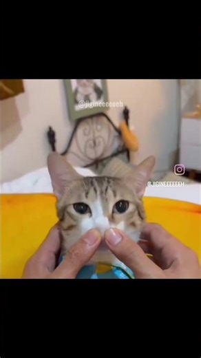 Funniest Animal Edits 2026 😂 You Won't Stop Laughing! 🐶🐱