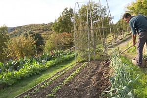 Semis d'engrais verts : guide pratique pour l'automne au jardin