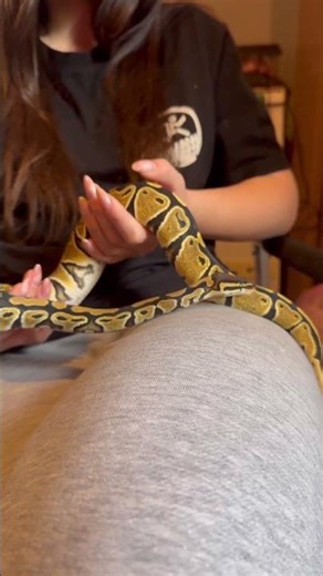 Nami the ball python 🐍 #snake #reptiles #pet #tattoo #ballpython