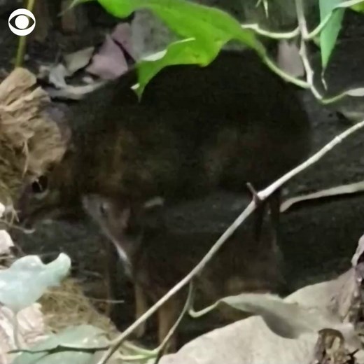35K views · 531 reactions | NEW ADDITION: This tiny Java mouse-deer was born this month at Warsaw Zoo in Poland, standing only about 4 inches tall. | CBS News | Facebook