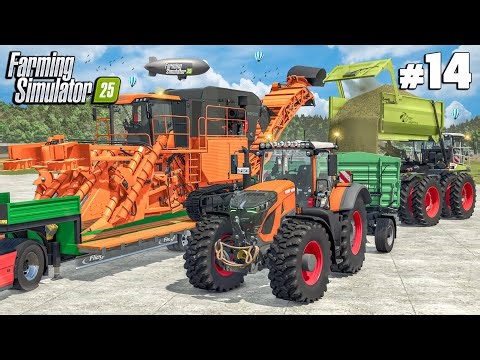 Sugarcane Harvest After Buying Our Own Sugar Mill | $0 CHALLENGE | Farming Simulator 25