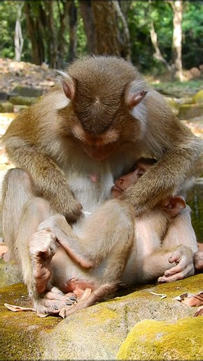 love monkey in jungle very lovely JV5 #animal #monkeys #Cute #feedtomonkey #babymonkey #babymonkey #wildlife #reels #baby | P-Share