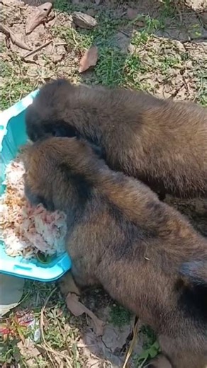 cute puppy 🥰🥰🥰 today #pets #shortvideo #comedy #puppies #adorable