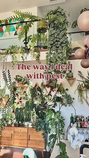 Laurie_Crazy.Plant.Lady on Instagram: "⬇️Here’s the breakdown of how I deal with pest When introducing a new plant: Always inspect a new plant, every inch, every under leaf, every crack. It should be happy and perfect, the new leaves should be immaculate!!! I will usually shower new plants and sometimes spray a little bit of black soap on them. I very ofter change the soil, not just for pest but because I like my chunky mixe! Quarantine is the gold standard but it’s not an option in this house s