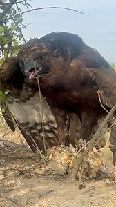 Eagle eating food 🦅 | King of bird