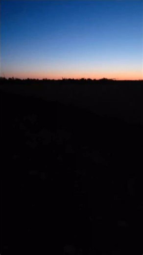 Peaceful Dawn Chorus ✨️ Morning Twilight Sunrise #birdsounds #twilight #sunrise #peaceful #shorts