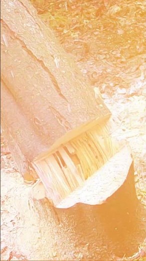 Winch The Tree Over #treeremoval #treeservice #art