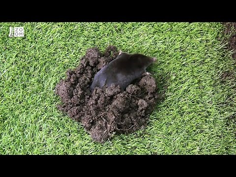 Prima ZOOM - Příběhy z podzemí - krtek