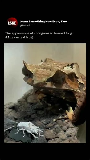 @LeSNE | @LeSNE(2115)... Bro went back to meditation! Video credits: MOMOSHIVA / X . *Follow to Learn Everyday* @learn_something_new_every_day_... | Instagram