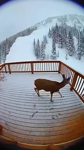 This porch security camera captured something terrifying 😱❄️🦌 A deer runs onto a cabin deck just as a massive avalanche crashes down the mountain. The camera is completely swallowed by snow… and when visibility returns, the deer is still standing. One of the most unbelievable survival moments you’ll see today. (AI-generated / staged for entertainment purposes) 👉 What would you do in this situation? 👇 #CaughtOnCamera #NatureIsWild #Avalanche #AnimalSurvival #ViralReels #USAReels #unbelievable
