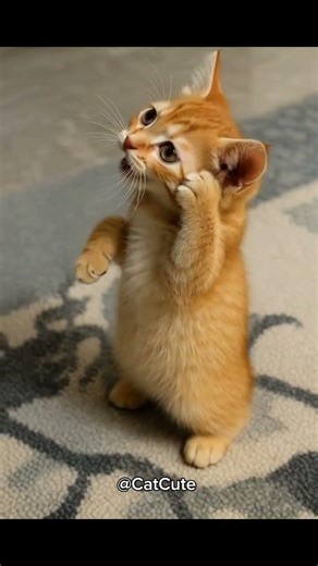 Si Oyen Gelisah Di Tinggal Sendiri #shortvideo #cat #oyen