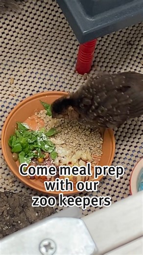 23K views · 535 reactions | Nutrition 欄 Saint Louis Zoo keepers On...