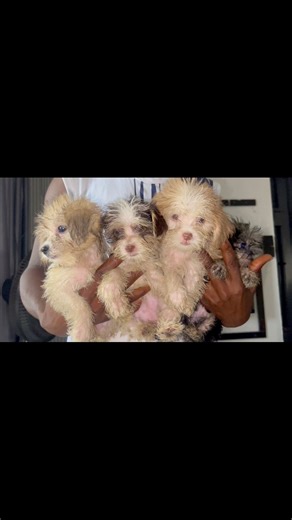 Lhasa puppies all male for sale. Location: Lagos. Price 70k | Arthur Lifestyle