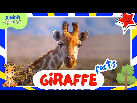7 Interesting Facts About Giraffes | Learn About Giraffes