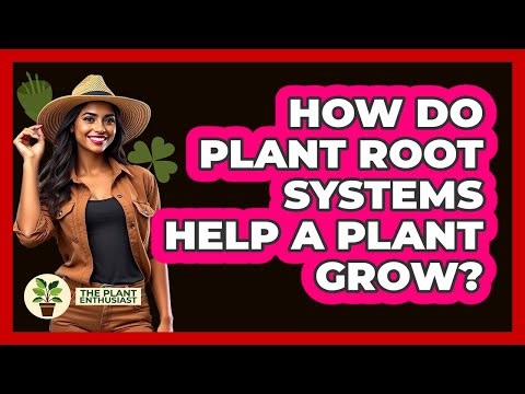 How Do Plant Root Systems Help A Plant Grow? - The Plant Enthusiast