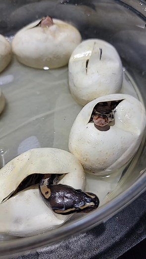 #reptile #petsoftiktok #newpet #petsnake #ballpython #snake #baby #babysnake #snakesontheplain #snakesoftiktok #hatchling #reptilesoftiktok