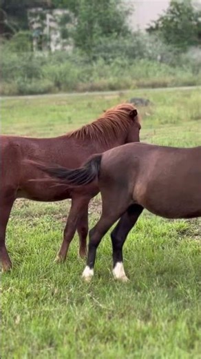 Horse Play & God's Love | Psalm 147:10-11