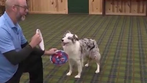 Keeping your dogs entertained indoors