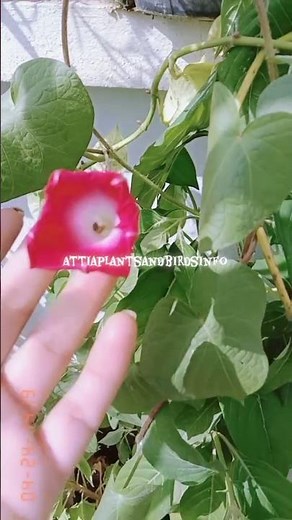 “Morning Glory Vine | Fastest & Easiest Flowering Vine to Grow | Beautiful Garden Climber Plant”
