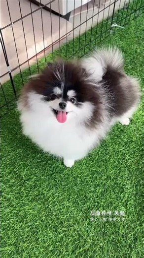Black Pomeranian Ever! You Won't Believe It's Real 🐶😍#blackpomerania#cutedog#cutepets#viralshorts