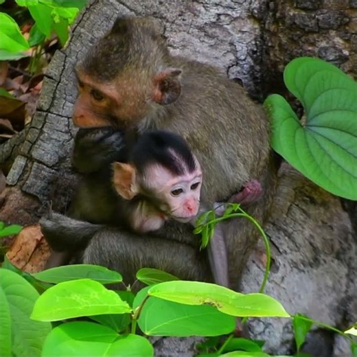 Grab Cute Baby Monkey From Mom #beautiful