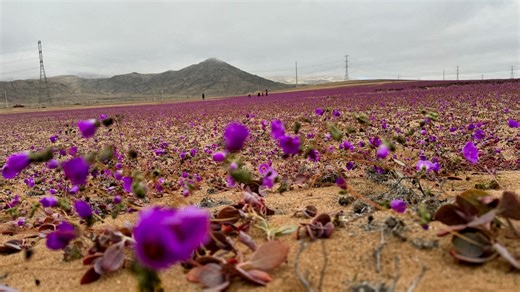 Unusual winter rain turns Chile's Atacama desert into fuchsia flower carpet