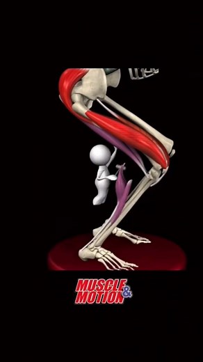 226K views · 1.2K reactions | Which muscles work in the squat? If we try to perform the squat without an active muscle system, the body will collapse! So which muscles must we add to the skeleton? Subscribe Now for Full Access: https://www.muscleandmotion.com/pricing/ Or try the free version: https://www.muscleandmotion.com/products/strength-training-app/ | Muscle and Motion | Facebook