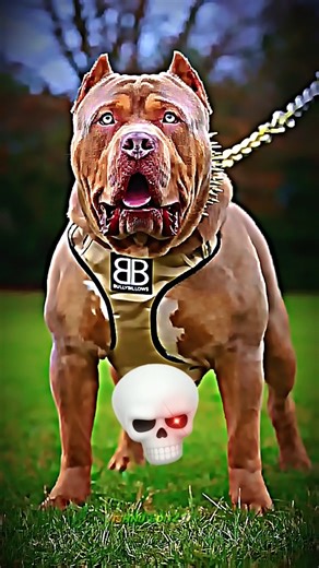 Pitbull dog transformation 🥶 #funk #animals #dancegenre #shorts