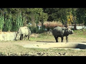A peek inside Omaha's Henry Doorly zoo