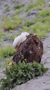 Great compilation of some of the wildlife highlights seen on our 9 day Alaska tour by our guide Andrew veridical_ventures Alaska boasts the biggest bear population in all of the U.S., and has over 150 million acres of wilderness. Join us on a Brushbuck tour and start exploring! | BrushBuck Wildlife Tours, Inc.