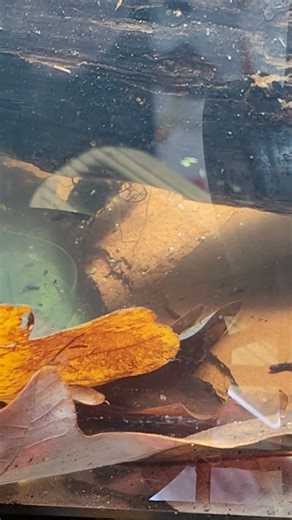 canister filter installation on Bristol nose breeding tank fish shed @carllaney81aquascapes rm