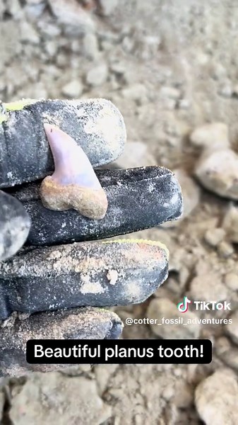 Discovering Beautiful Mako Shark Teeth at Sharktooth Hill